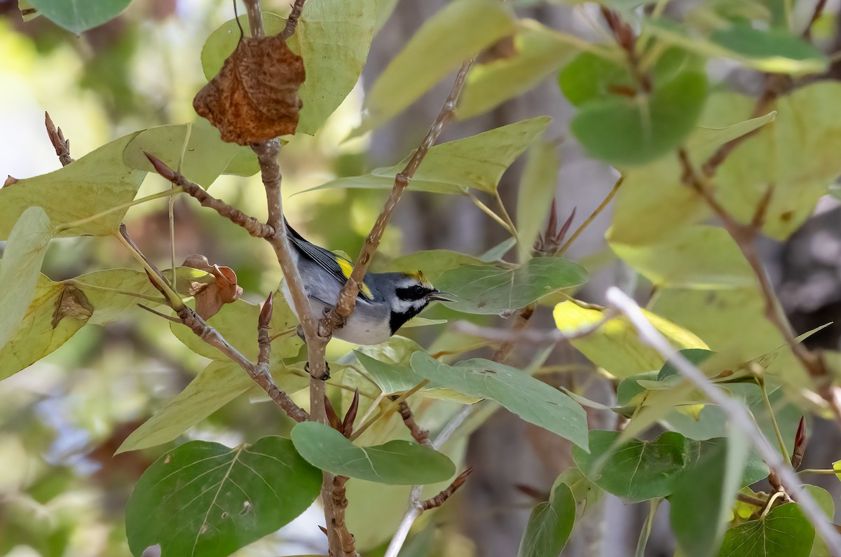 gullvingeparula - ML643162442