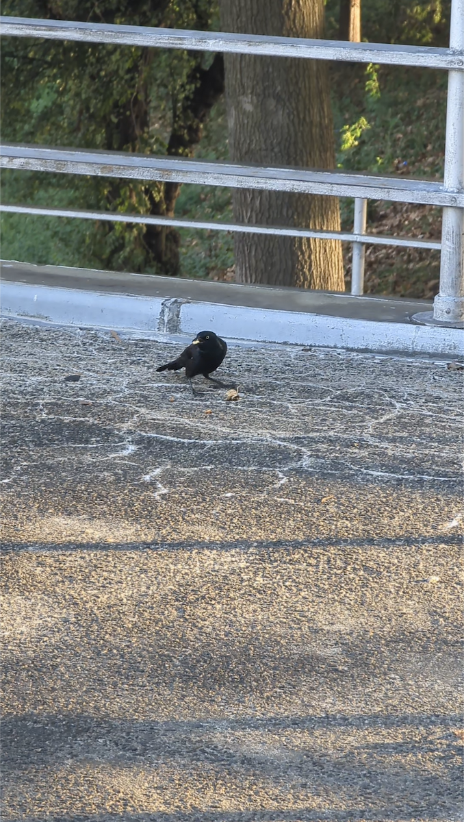Common Grackle - ML643162443