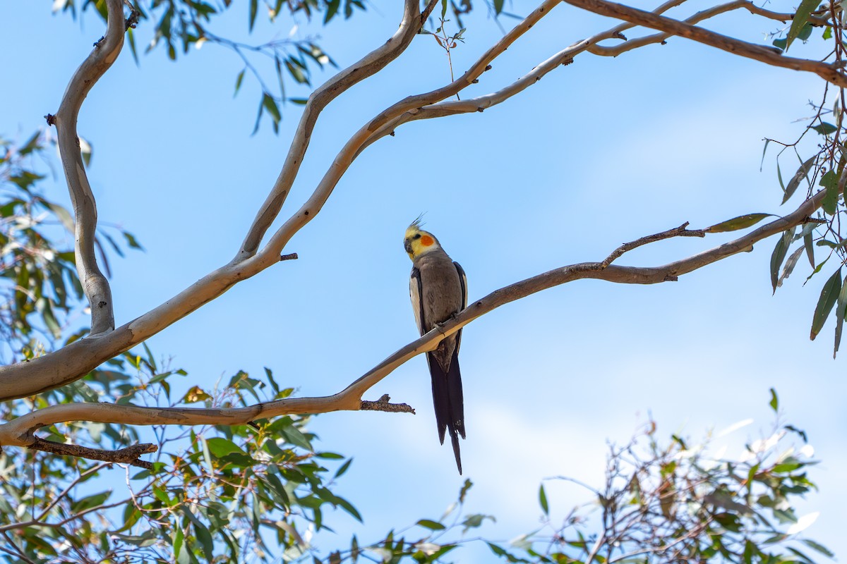 Cockatiel - ML643162449