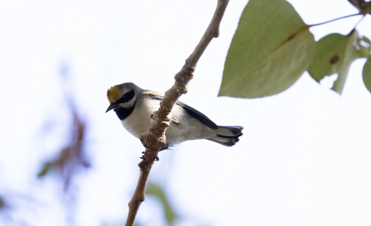 gullvingeparula - ML643162450
