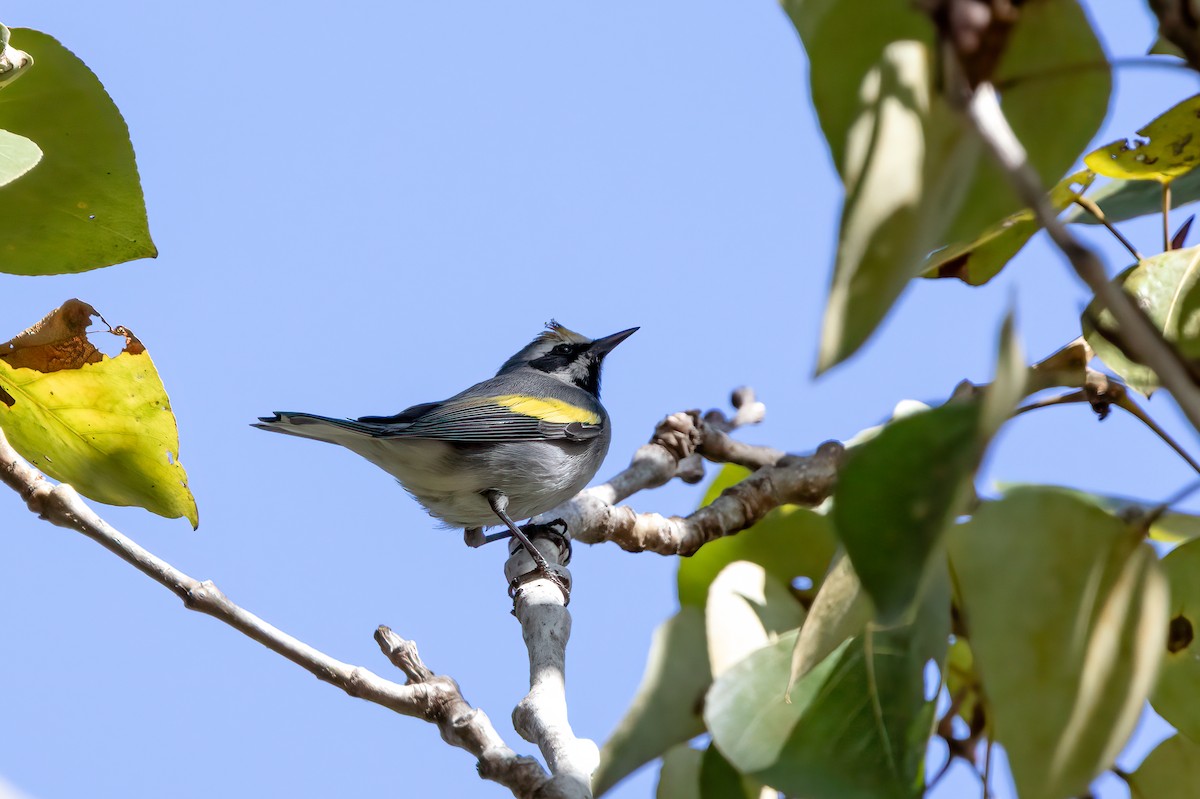 gullvingeparula - ML643162451