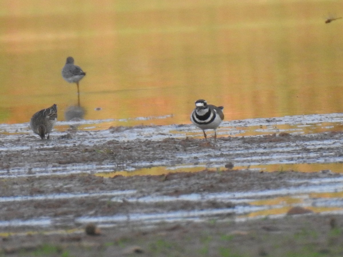 Killdeer - ML643162471