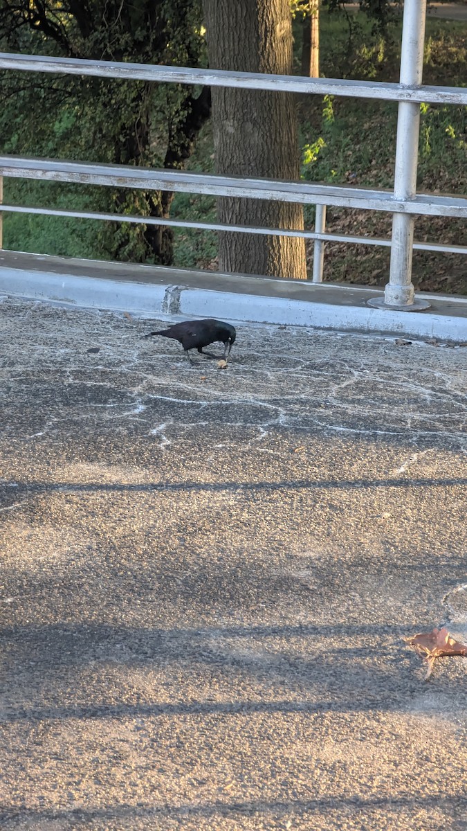 Common Grackle - ML643162477