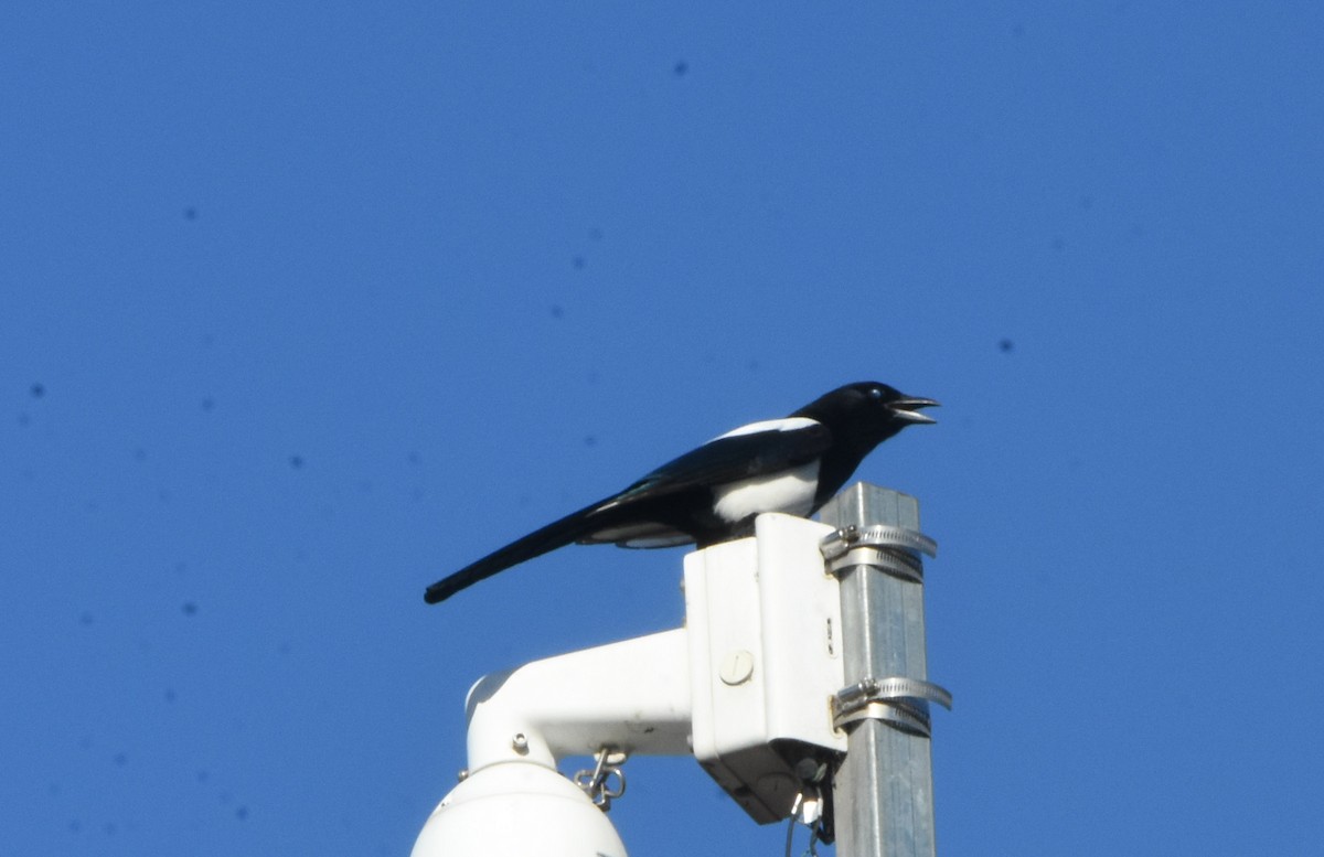 Oriental Magpie - ML643162481