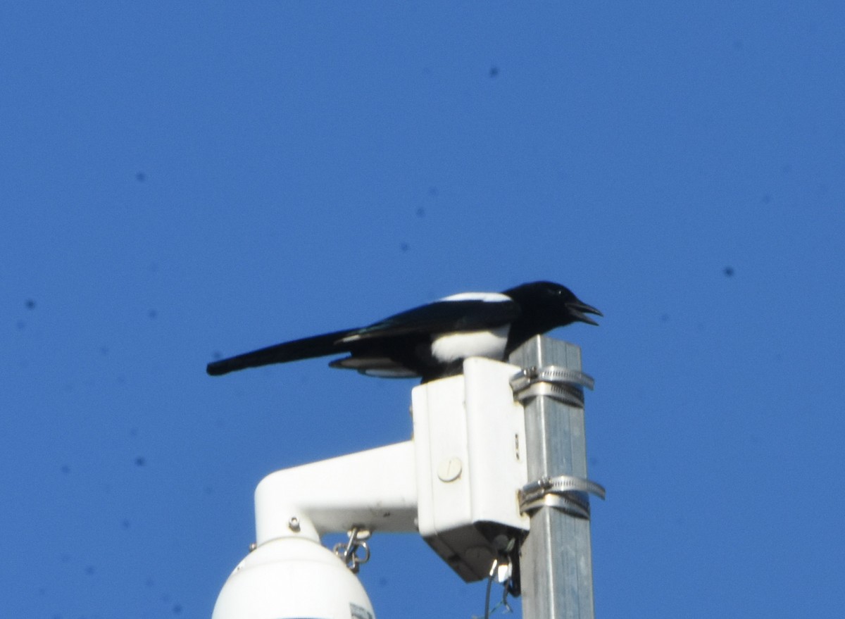 Oriental Magpie - ML643162486