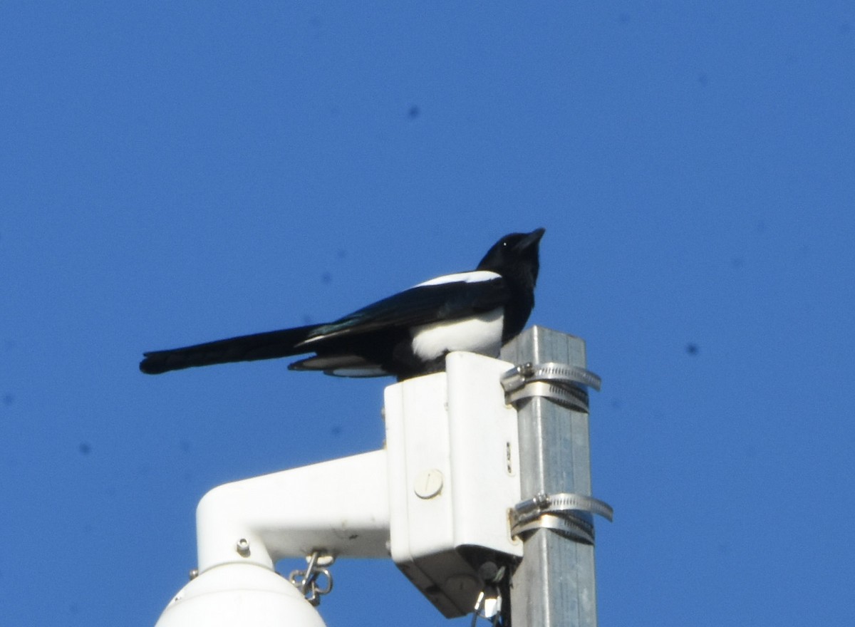 Oriental Magpie - ML643162492