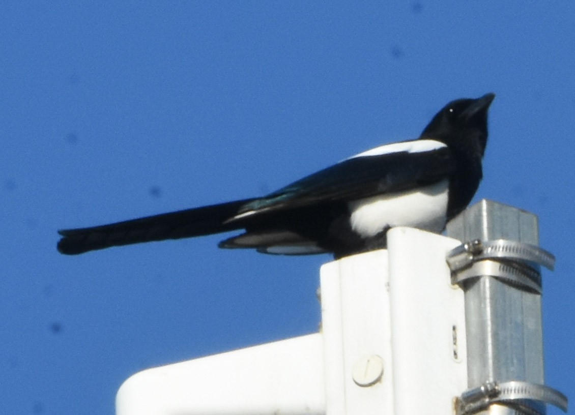 Oriental Magpie - ML643162495