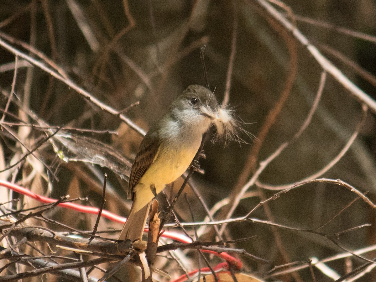 Short-crested Flycatcher - ML643162497