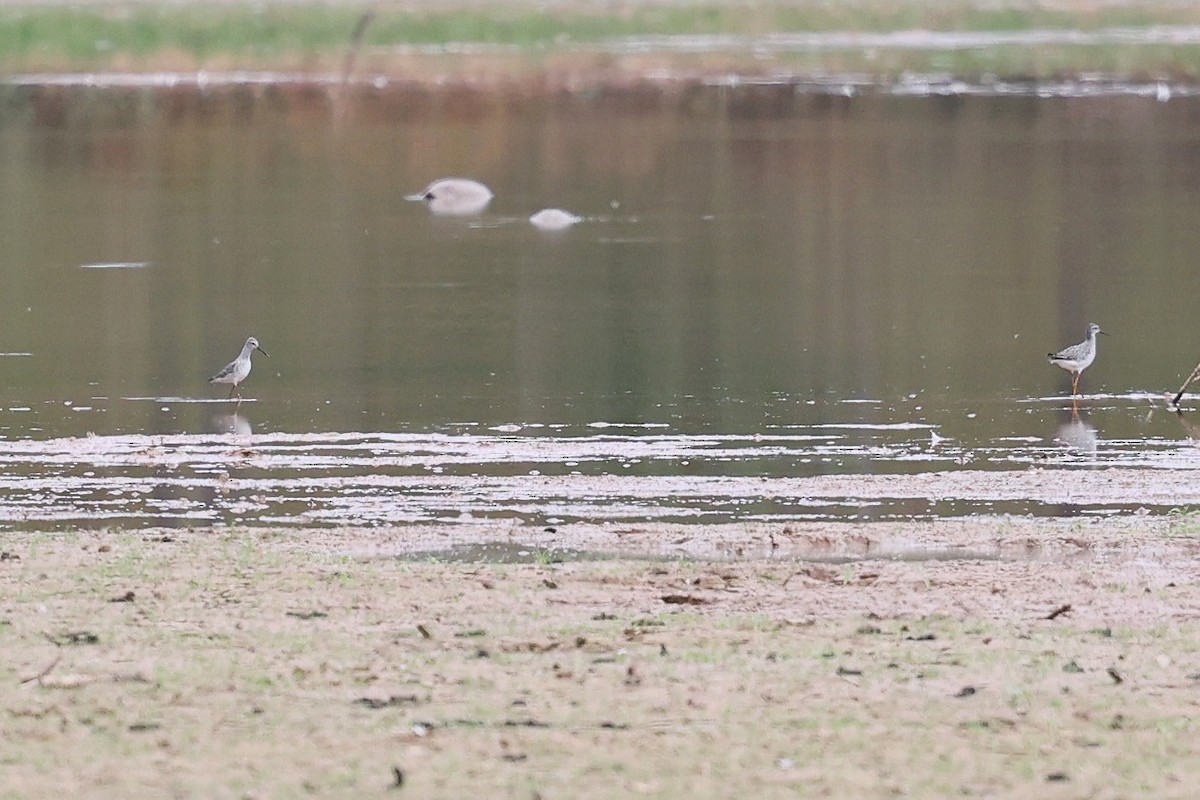 Stilt Sandpiper - ML643162528