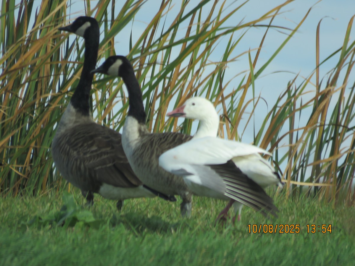 ハクガン - ML643162529