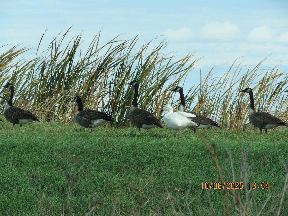 ハクガン - ML643162530