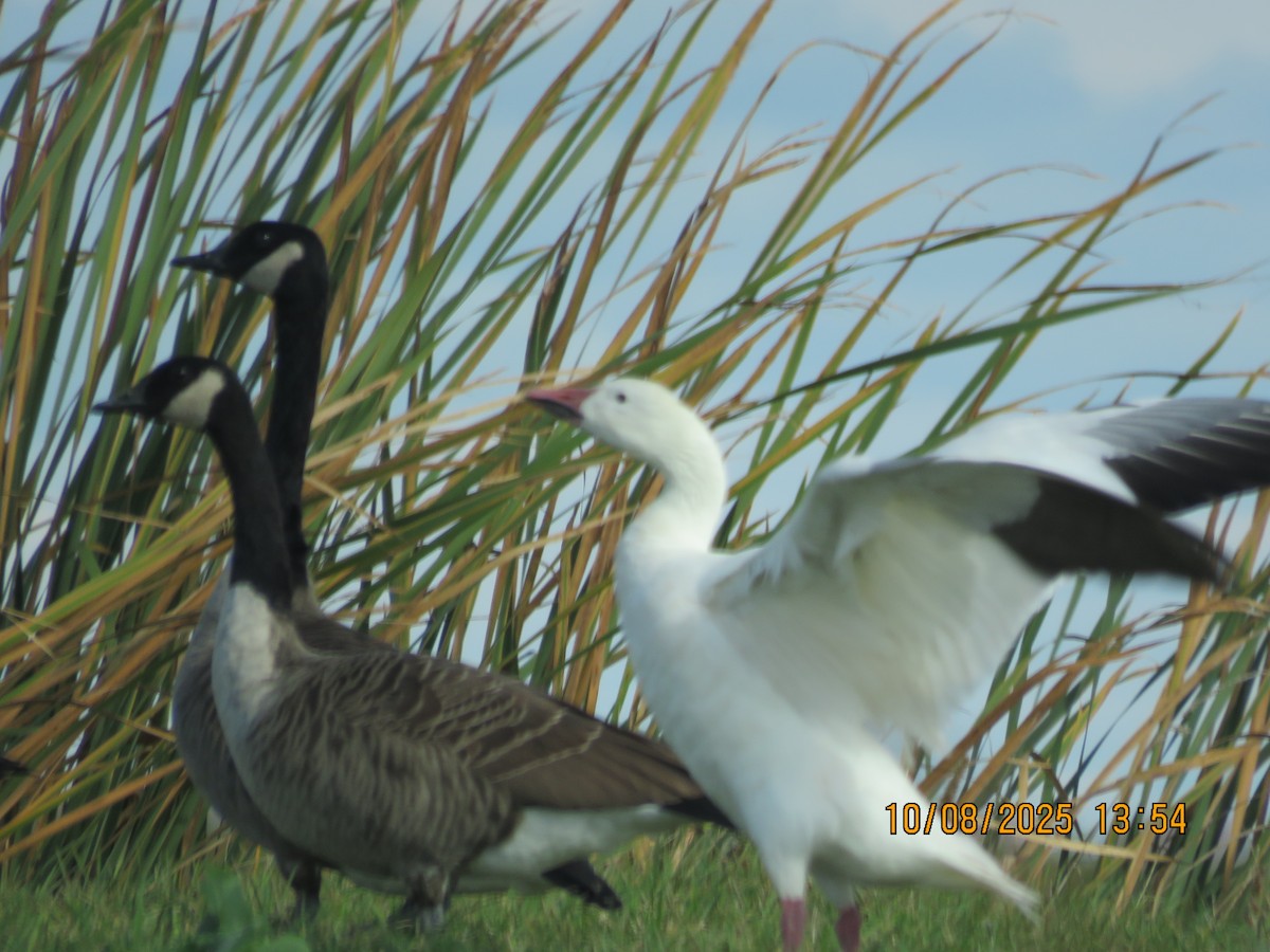 ハクガン - ML643162531