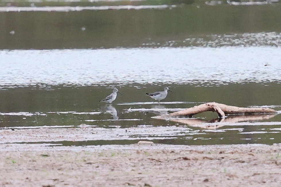 Stilt Sandpiper - ML643162544