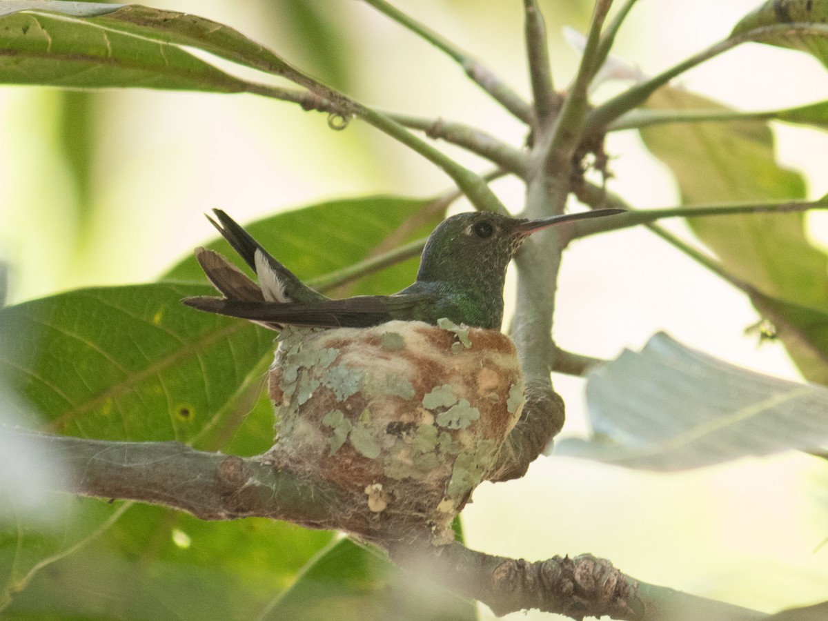 Glittering-throated Emerald - ML643162552