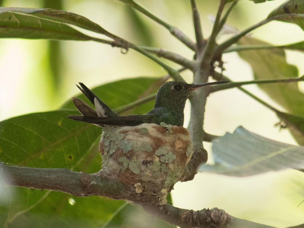 Glittering-throated Emerald - ML643162553