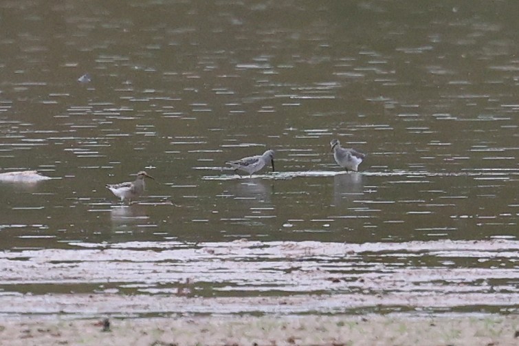 Stilt Sandpiper - ML643162556
