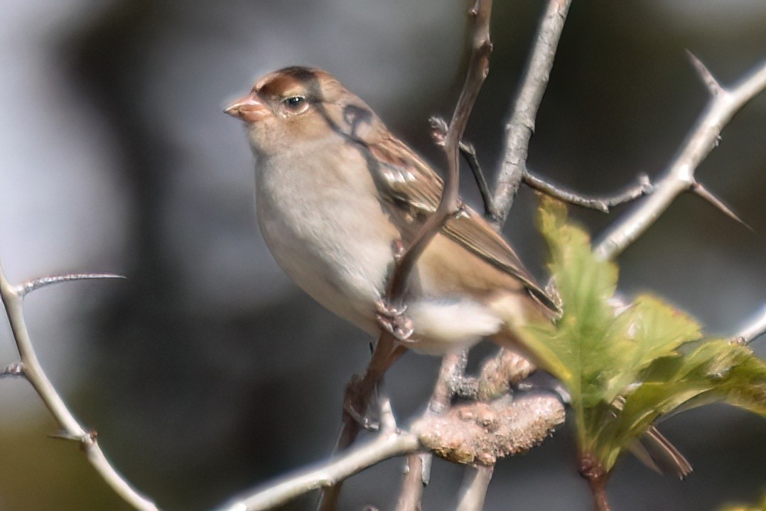 White-crowned Sparrow - ML643162560