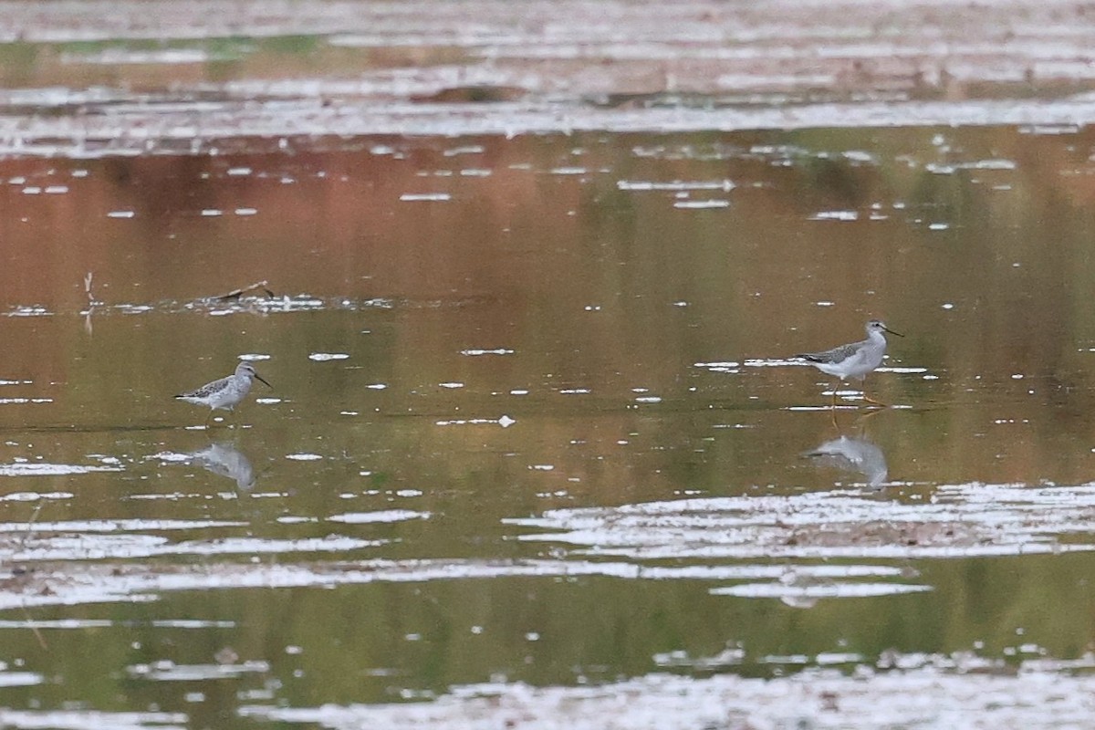 Stilt Sandpiper - ML643162571