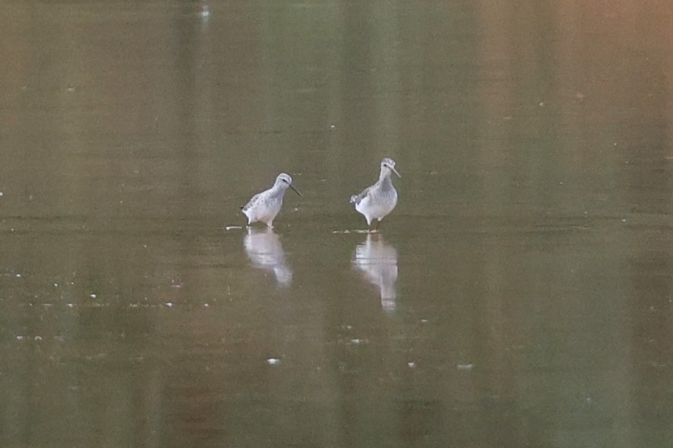Stilt Sandpiper - ML643162582