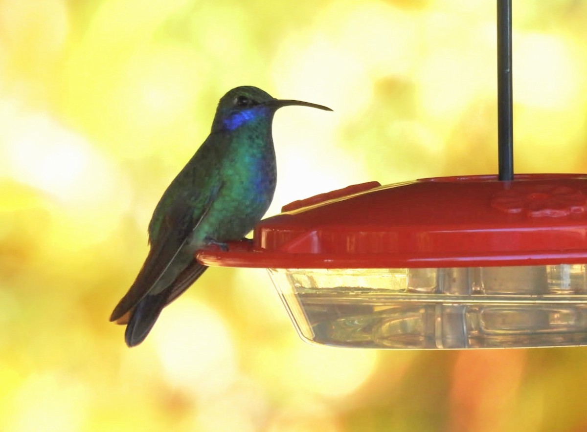 Mexican Violetear - ML643162596