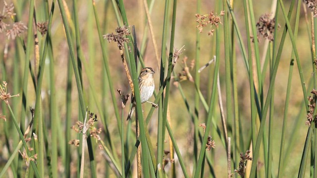 Nelson's Sparrow - ML643162600