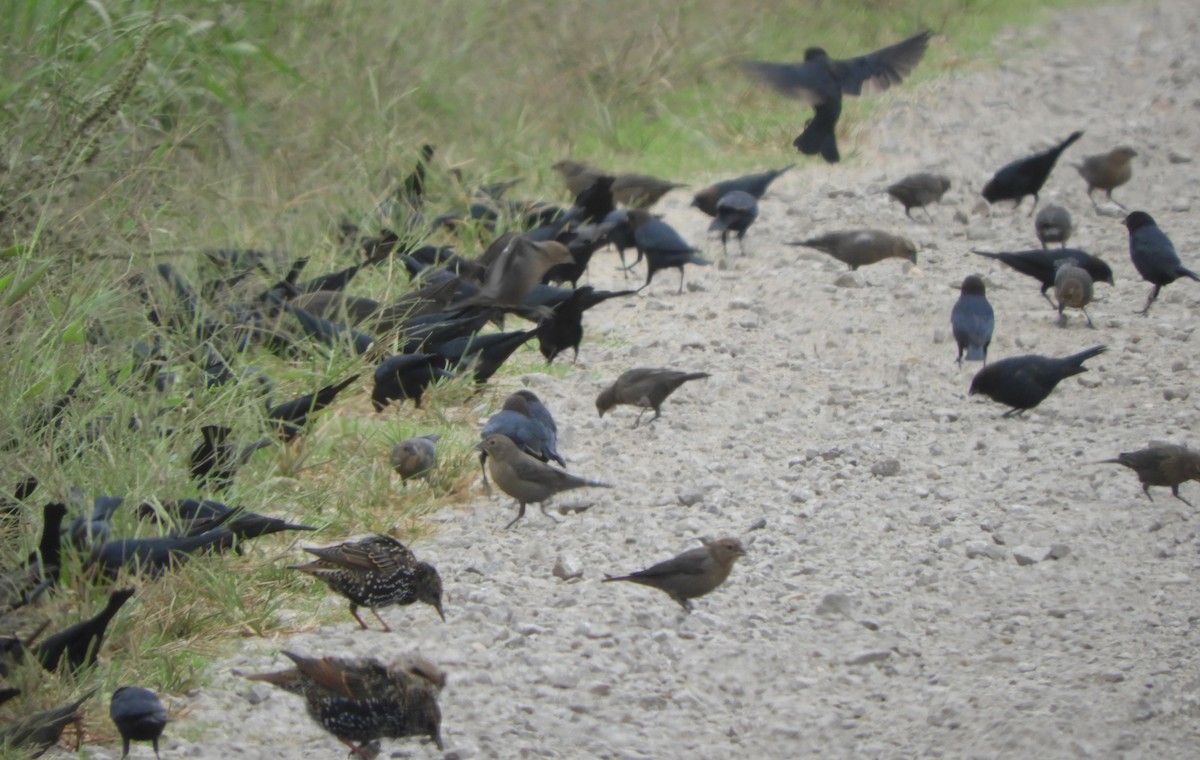 Brown-headed Cowbird - ML643162658