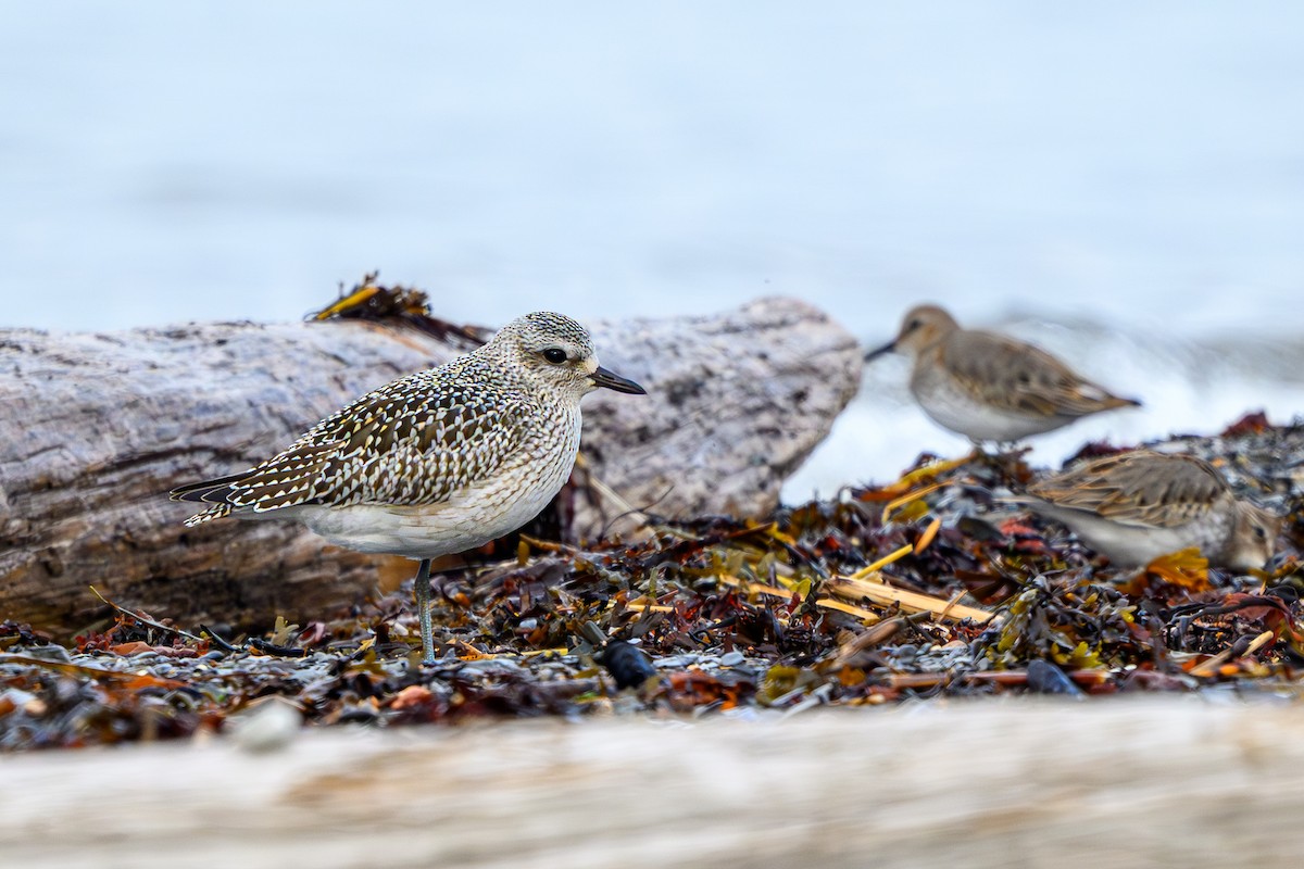 Black-bellied Plover - ML643162720