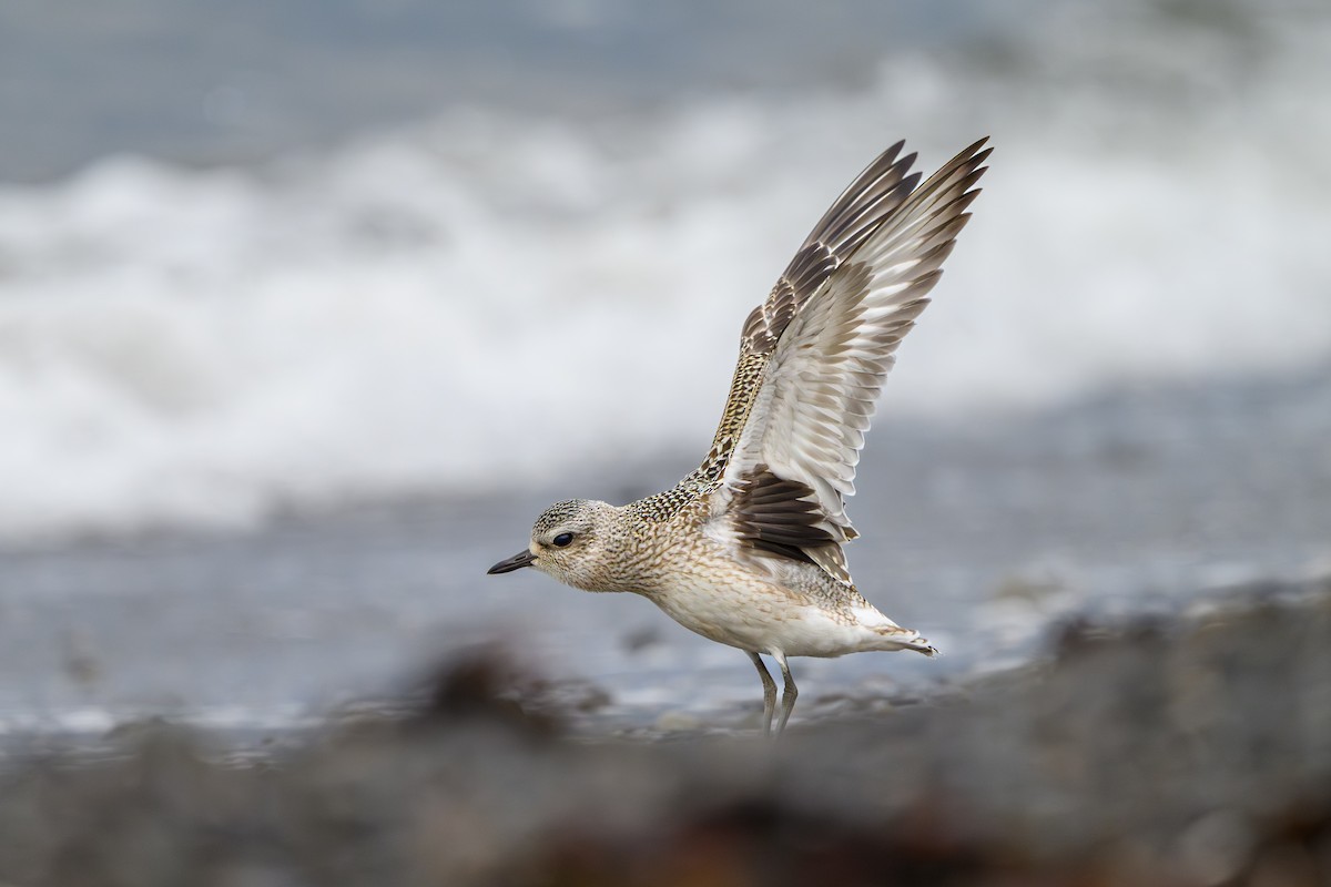 Black-bellied Plover - ML643162721