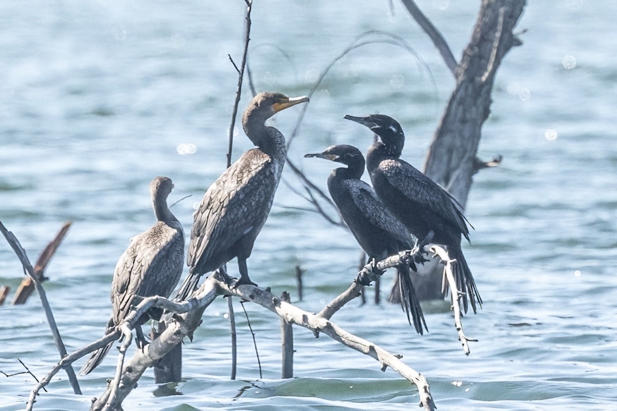 Neotropic Cormorant - ML643162722