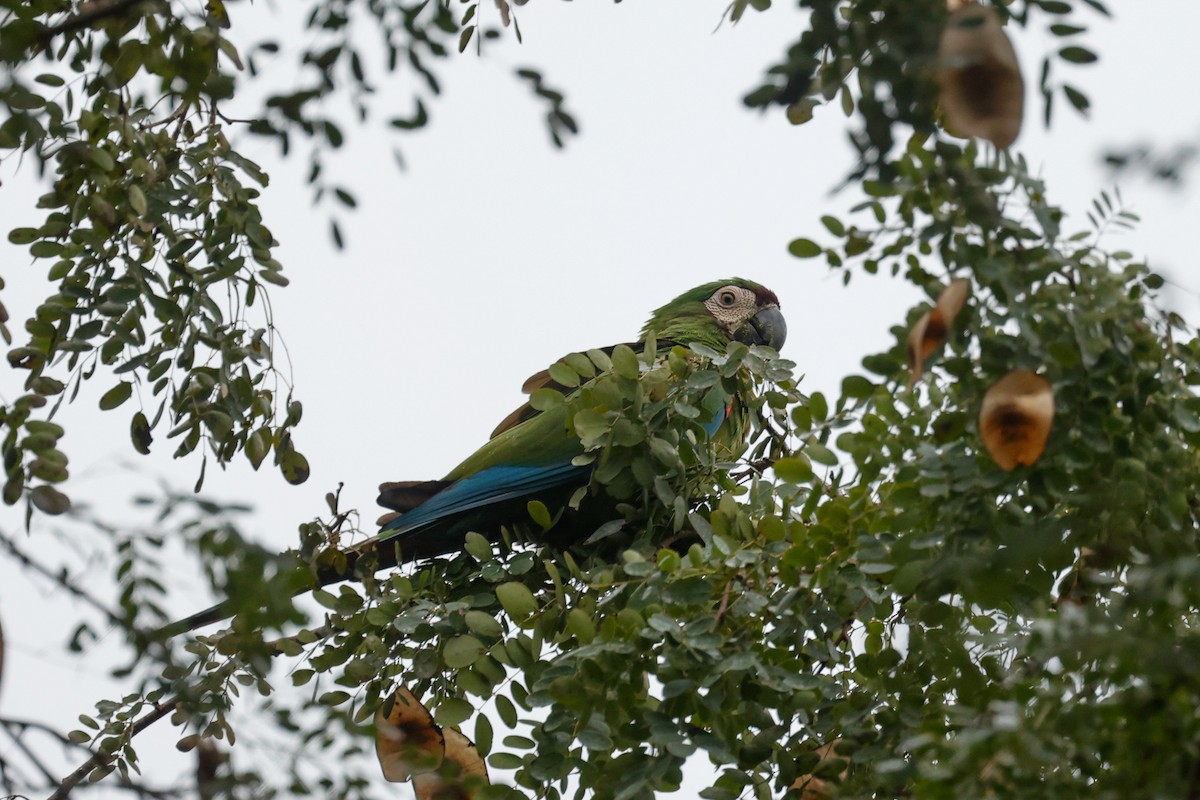 Chestnut-fronted Macaw - ML643162792