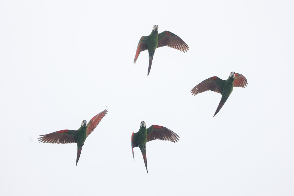Chestnut-fronted Macaw - ML643162793