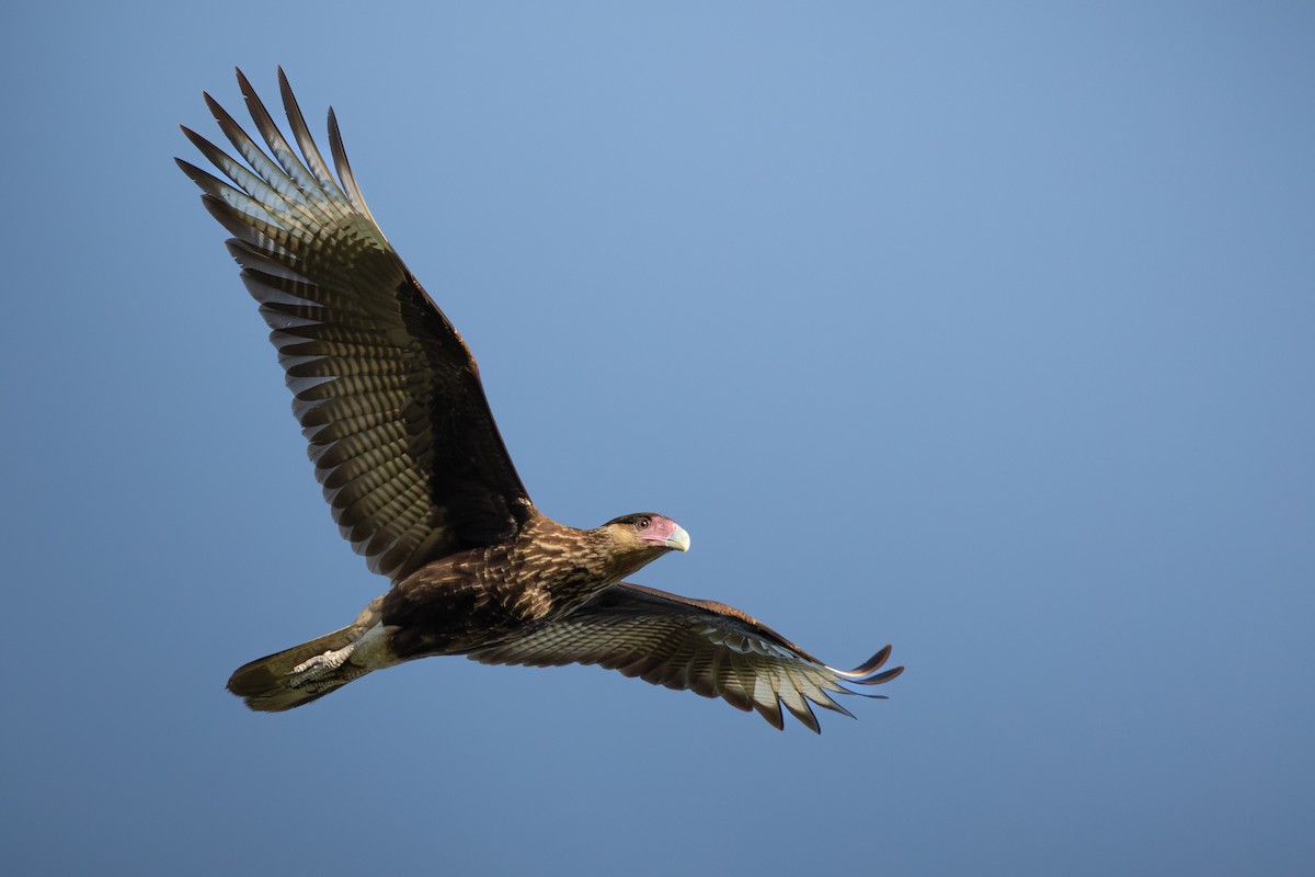Caracara huppé - ML643162803