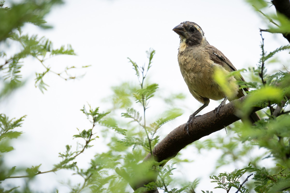 Golden-billed Saltator - ML643162806
