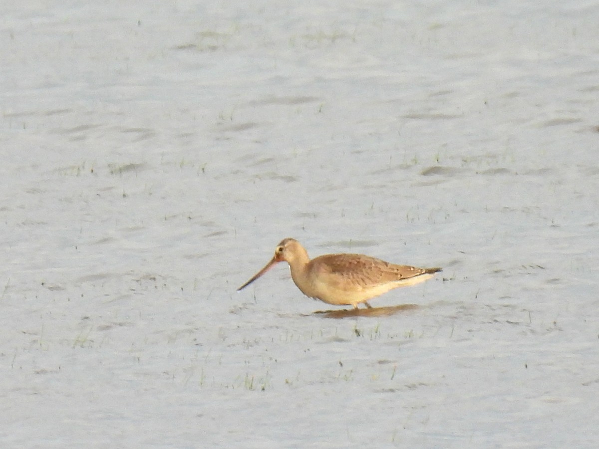 Hudsonian Godwit - ML643162809