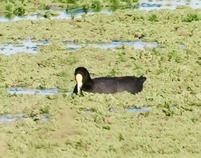 White-winged Coot - ML643162815