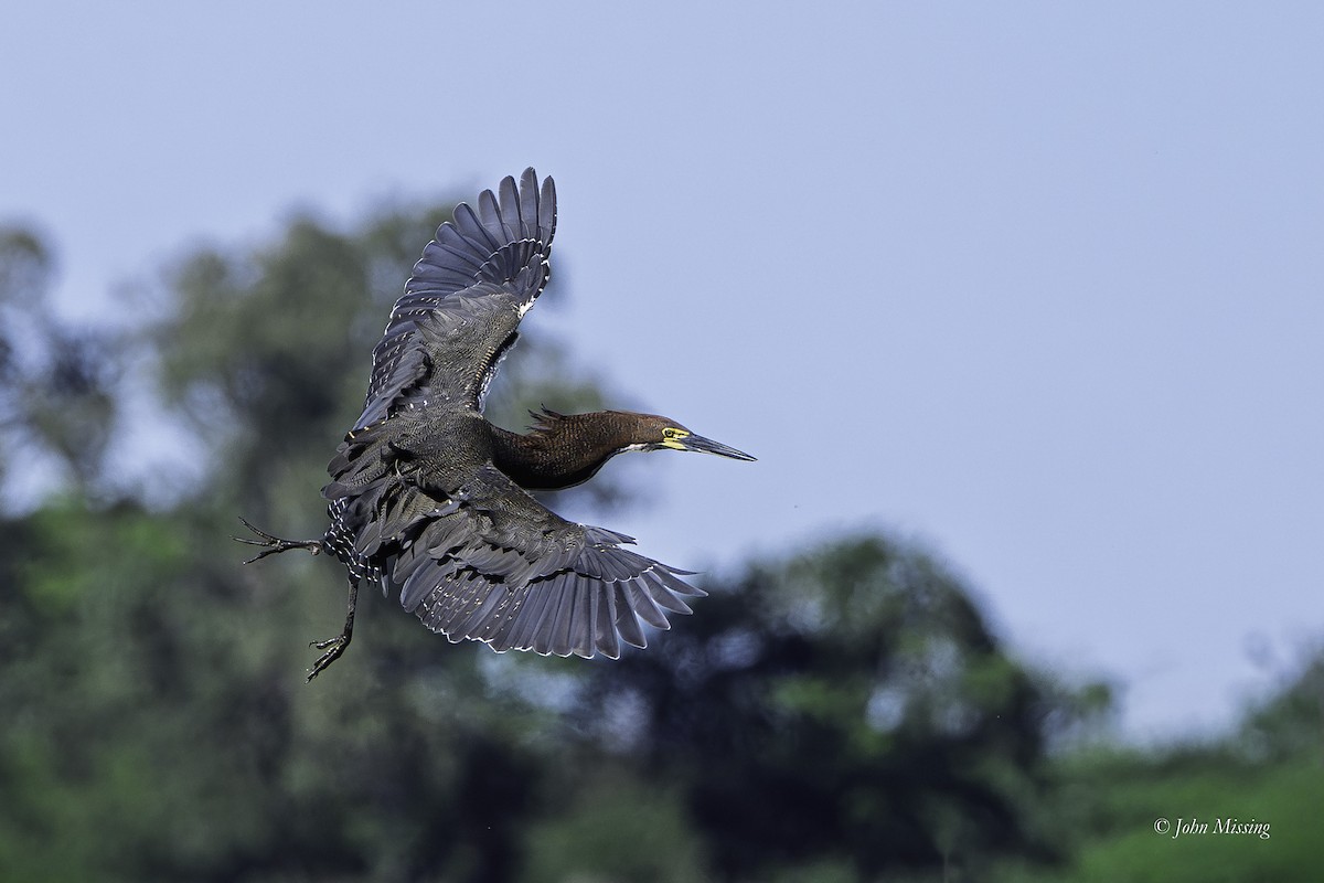 Rufescent Tiger-Heron - ML643162821