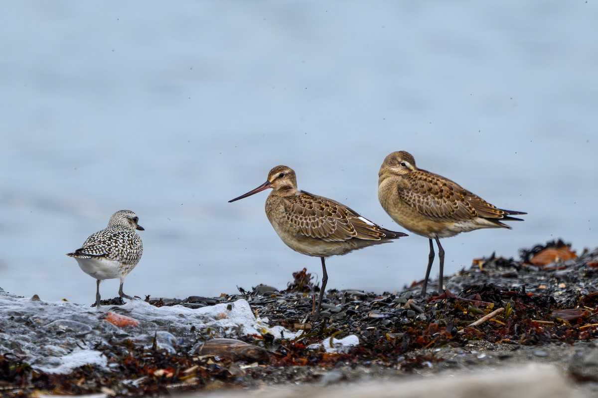 Hudsonian Godwit - ML643162822