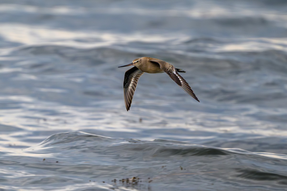 Hudsonian Godwit - ML643162824