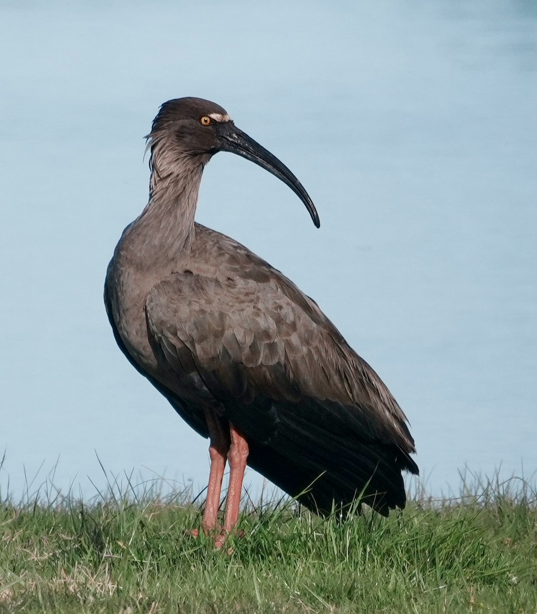 Plumbeous Ibis - ML643162845