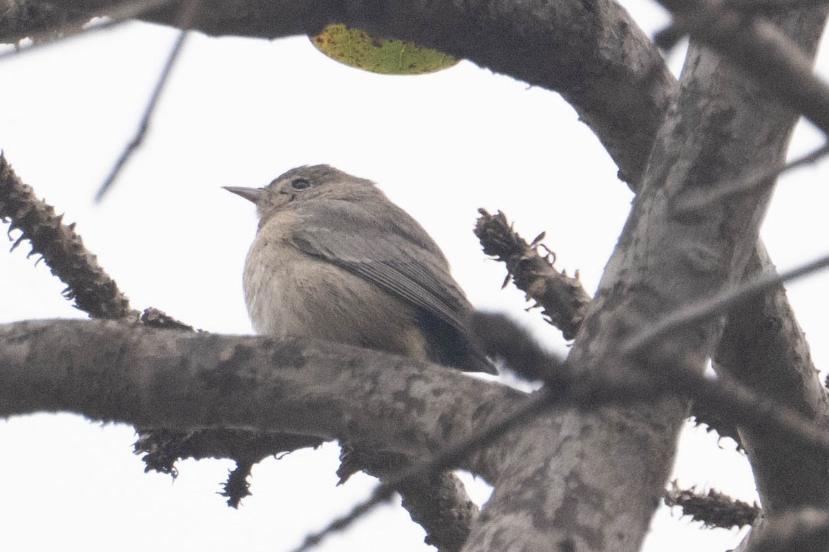 Virginia's Warbler - ML643162861