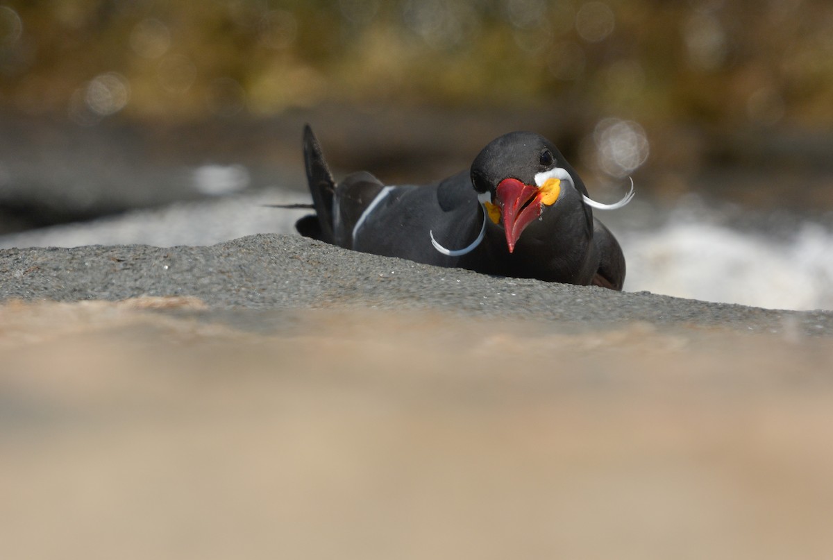 Inca Tern - ML643162871