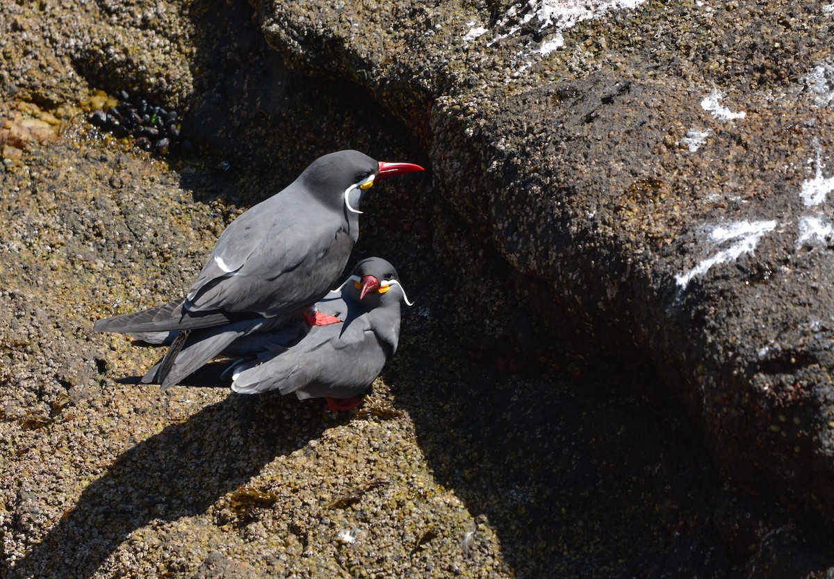 Inca Tern - ML643162872