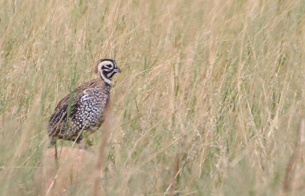 Montezuma Quail - ML643162886