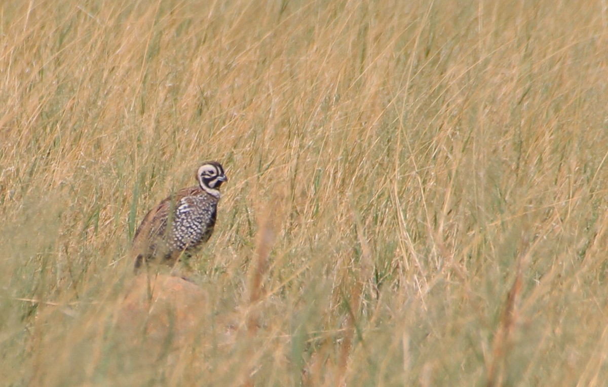 Montezuma Quail - ML643162887
