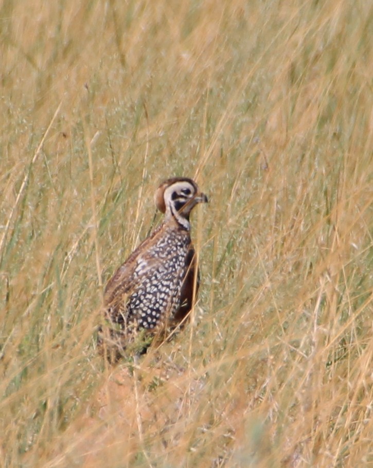 Montezuma Quail - ML643162888