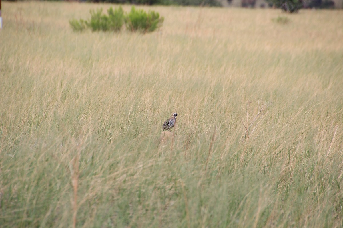 Montezuma Quail - ML643162889