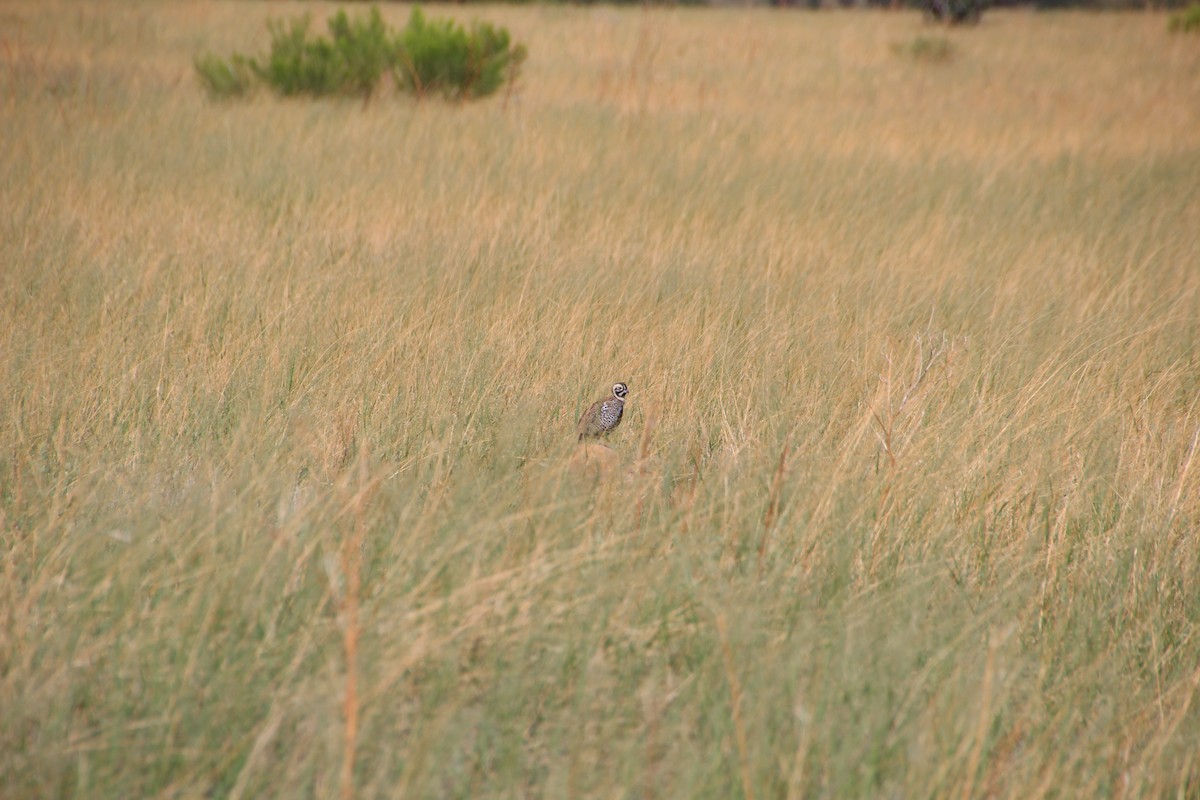 Montezuma Quail - ML643162890
