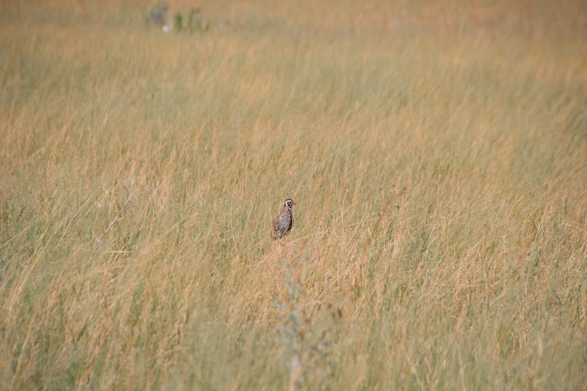 Montezuma Quail - ML643162891