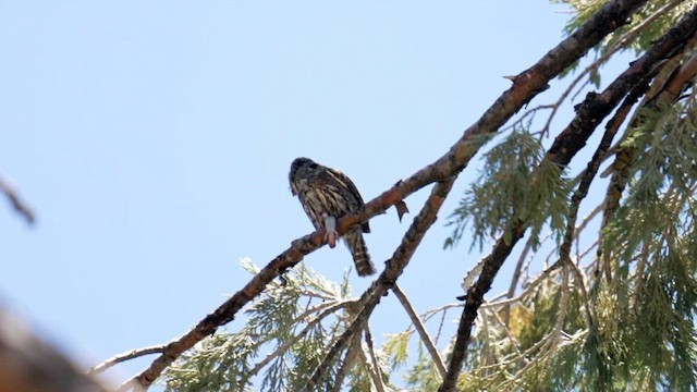 Northern Pygmy-Owl - ML643162917