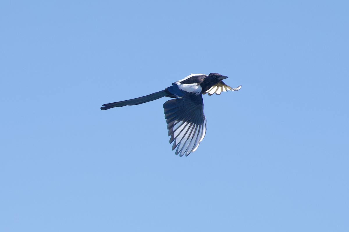 Black-billed Magpie - ML643162919